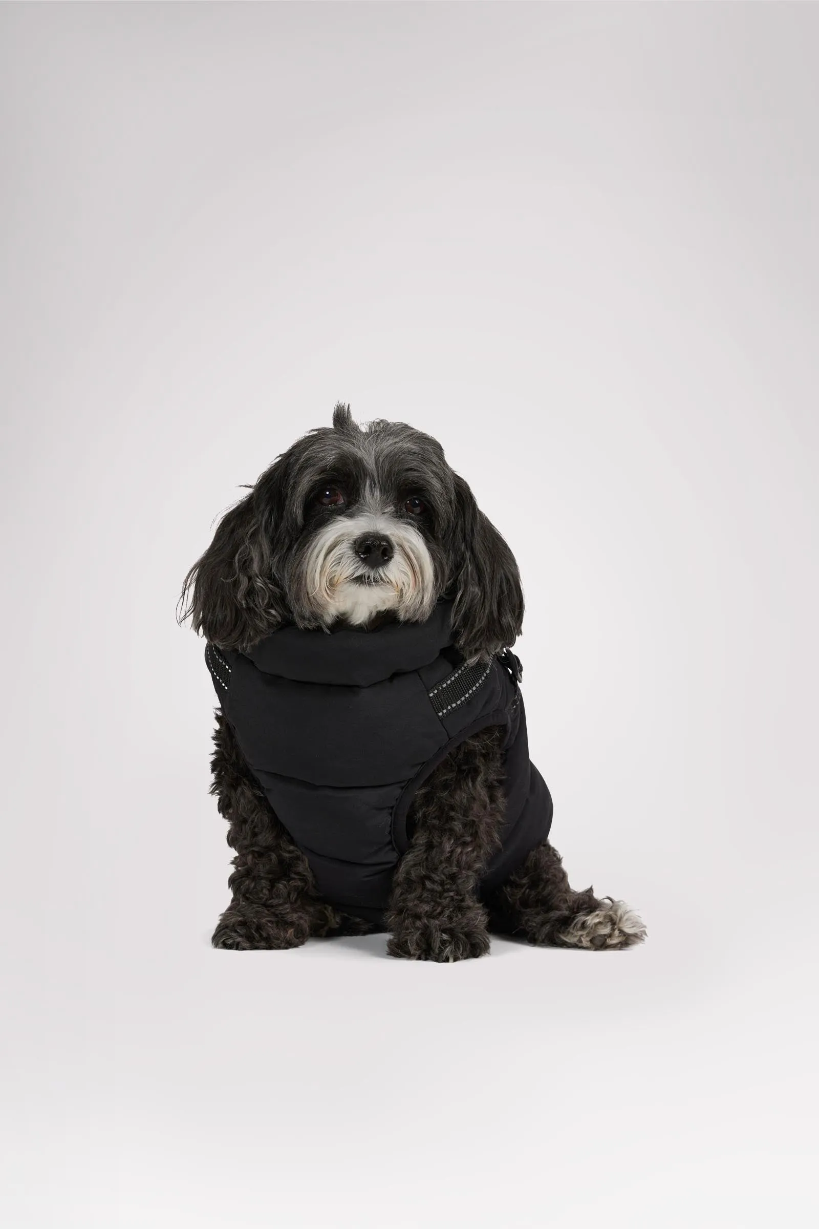 Atlas Puffer Jacket with Built-In Harness for Dogs